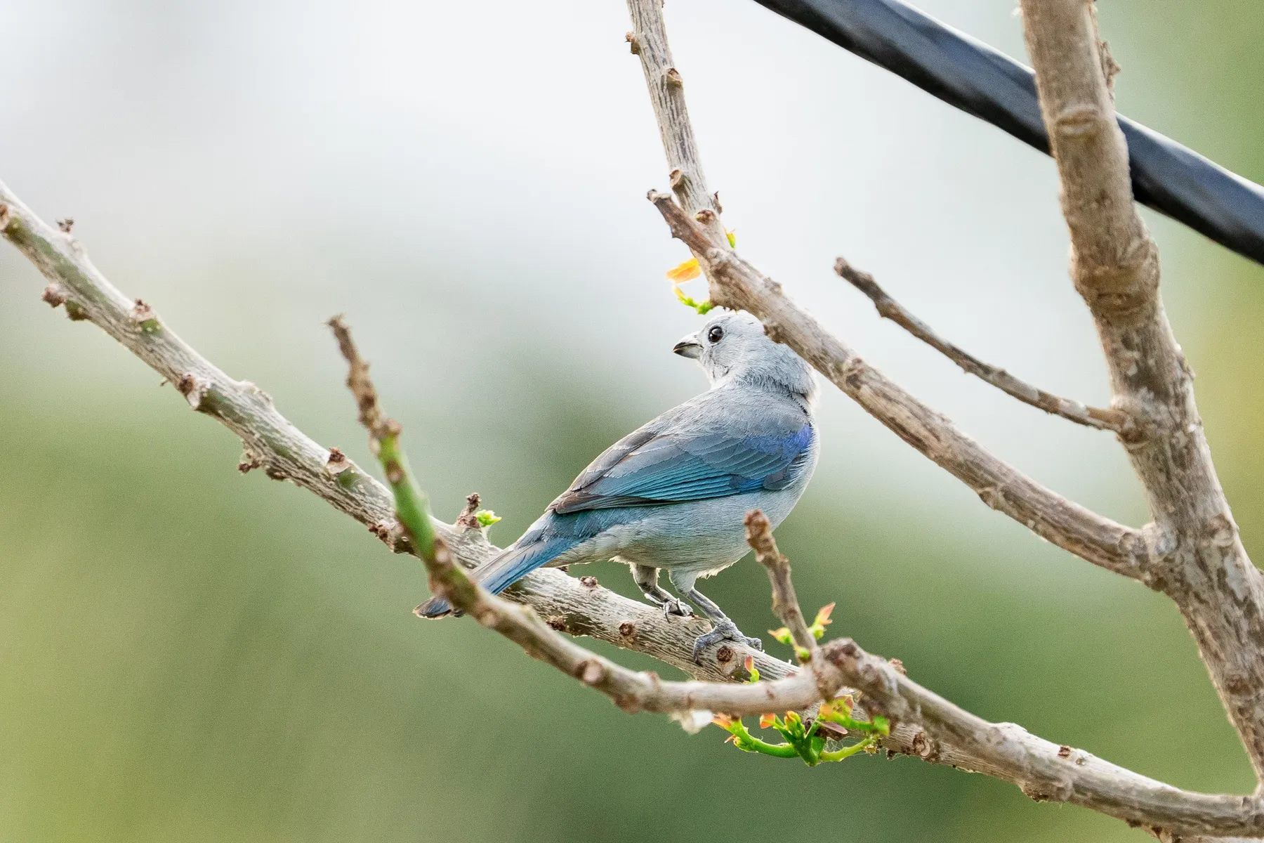 Biodiversity